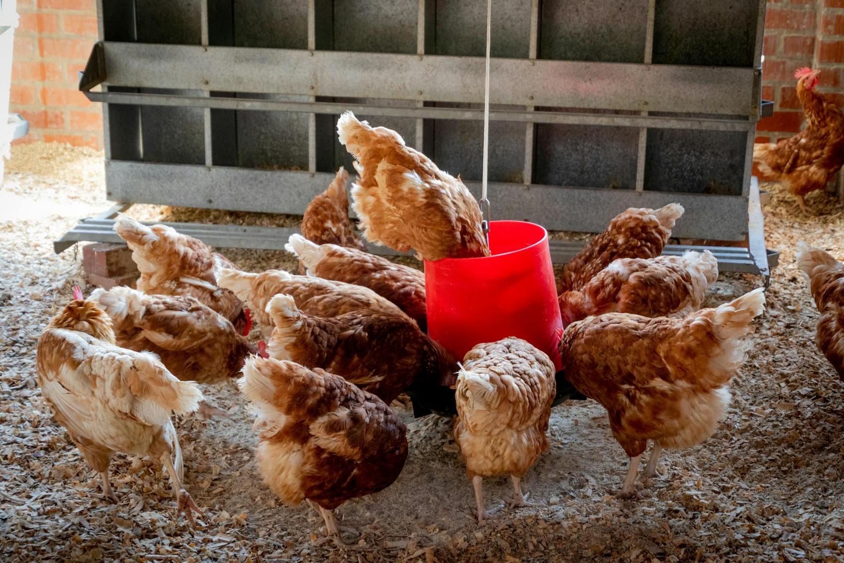 Biologische eieren bij de boer kopen